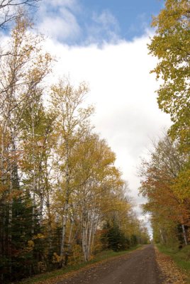 Birches on Old Ski Hill Road