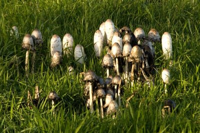 Mushrooms at Homestead Housing