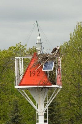 Osprey Nest