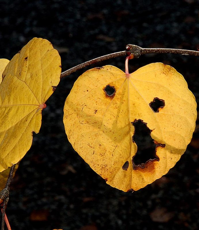 Jack-O-Leaf *