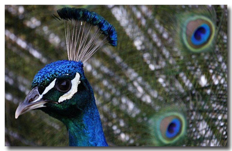 Peacock attack