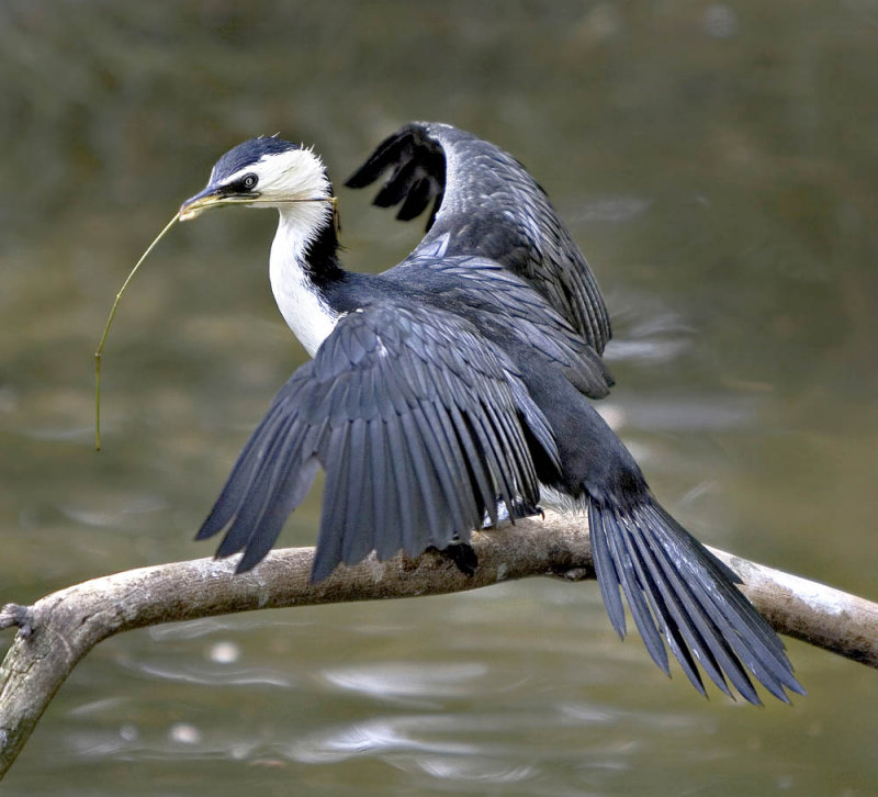 Shag ona Stick