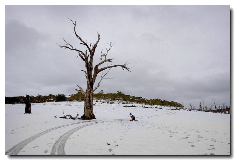 Wallaby tracks