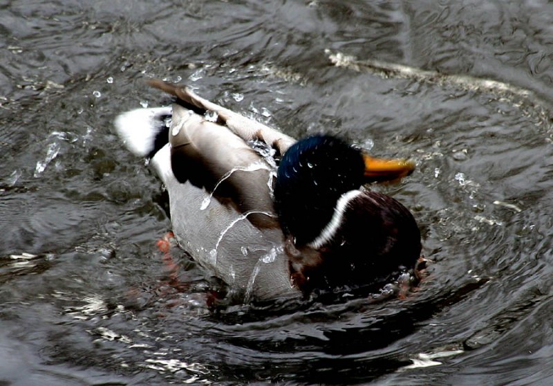 Dancin Duck