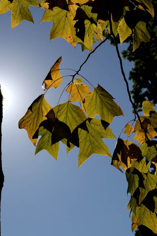 Autumn Colors - 2  *