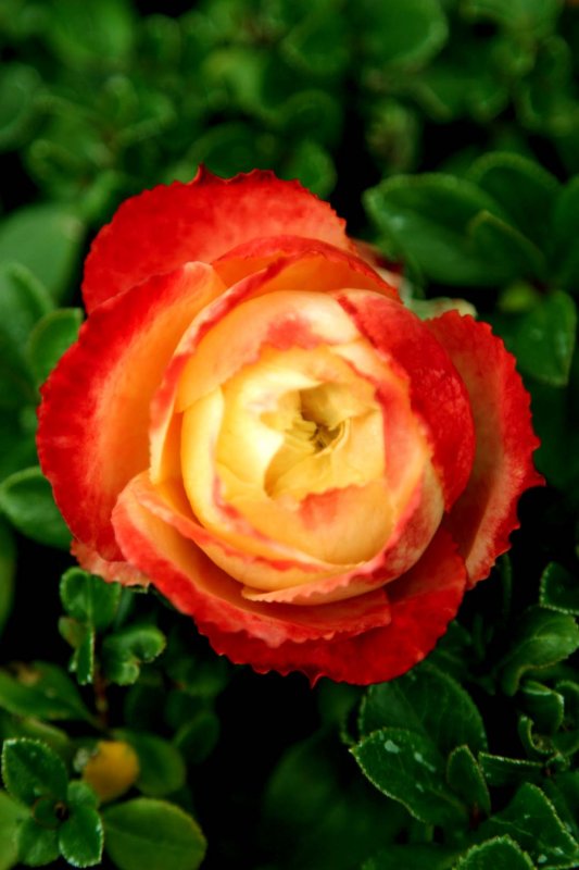 Garden Rose
