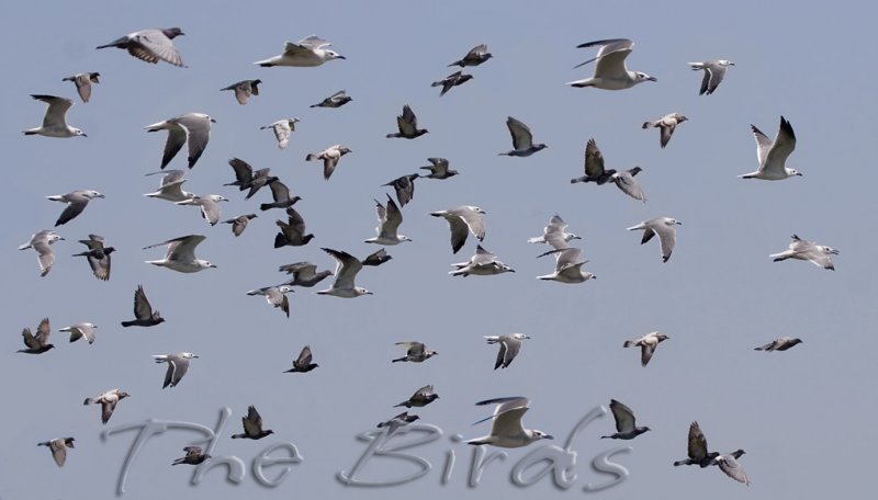 The Birds