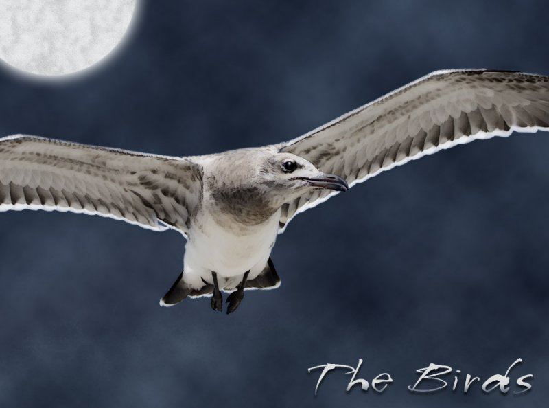 The Birds II