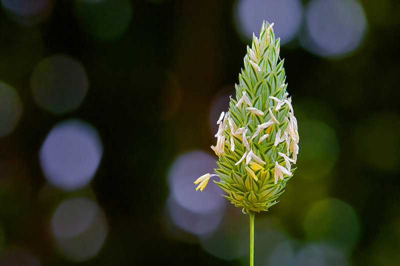 bokeh