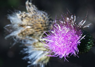 The Last Thistle of Summer