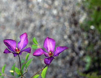 Purple Flowers *