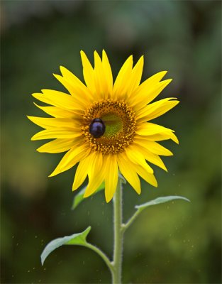 Sunflower Admirer