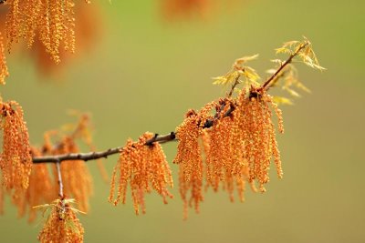 Catkins