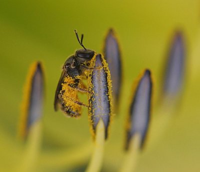 Happy Bee