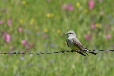 Kingbird, Barbed Wire, and Wildflowers *