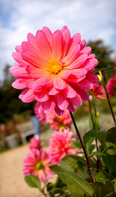 Pink Dahlia