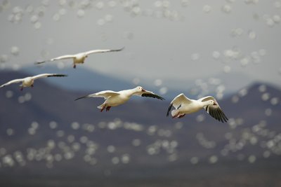 3rd PlaceSnow Geese, Near and Farby Garrett Lau