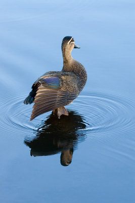 Just a duck on a pond.