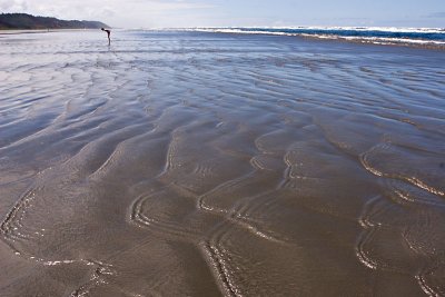 Looking for Sand Dollars *