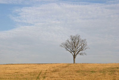 Storm King Sentinel *