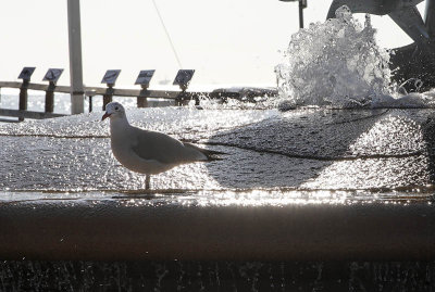 Pigeon in the Fountain*