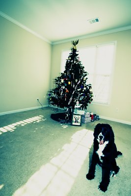 a tree and a dog