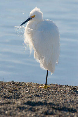 Egret Preening *