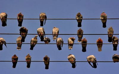 Birds on Wire