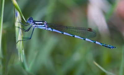 Azure Damselfly