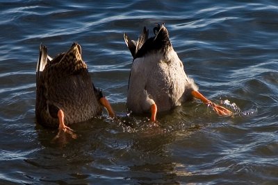 Duck Butts