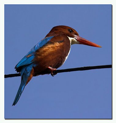 Kingfisher I