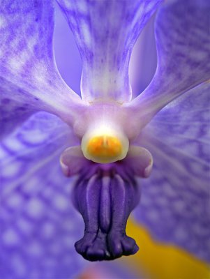 Orchid Man