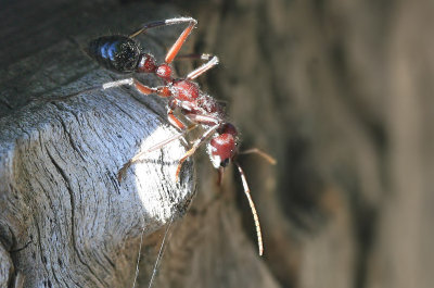 Antz