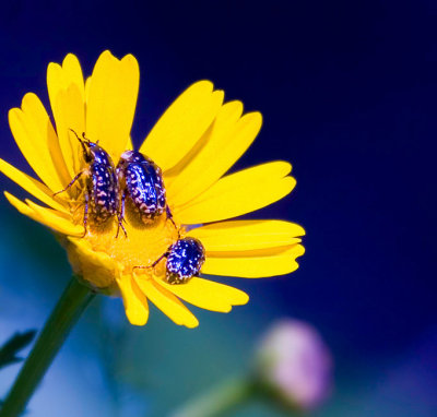 9th Place Beetles by JudiB