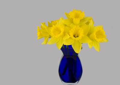 Daffodils