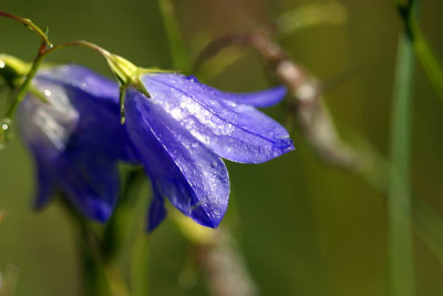 Hare-bells