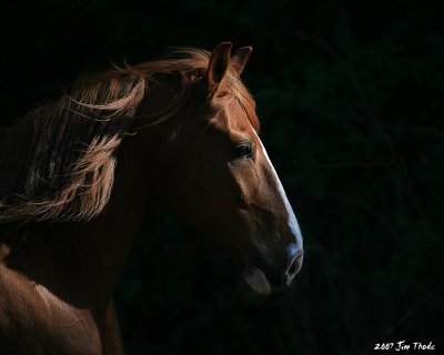 1st PlaceInto the Lightby Jim Thode