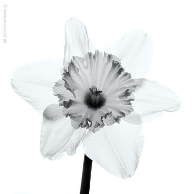 Daffodil
