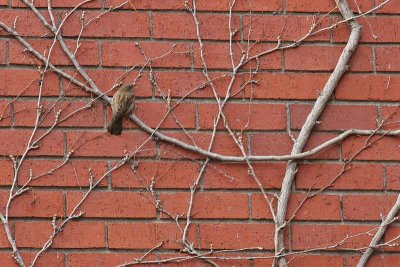 Brick-a-Bird Barrier