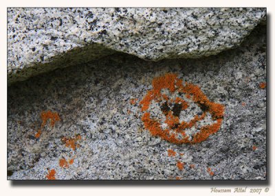 Red-cap Moss