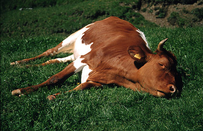 Lucky cow