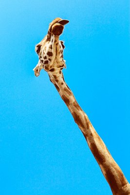 Happy to See a Giraffe!