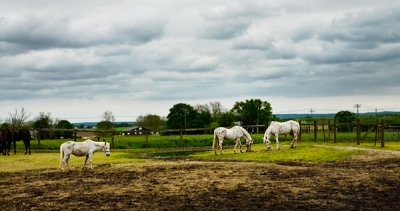 Spotted Horses