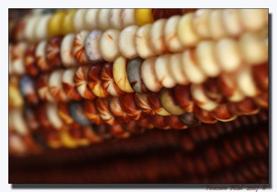 Indian Corn #2
