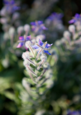 Borage