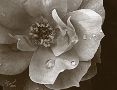 Sometimes Even Roses Cry BW