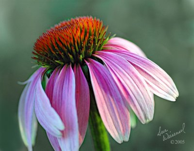 Early Evening Coneflower
