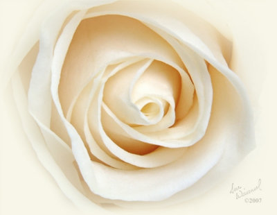 A Rose, Pure And Simple