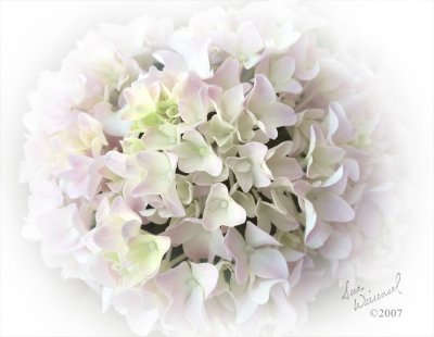 Softly Hydrangea