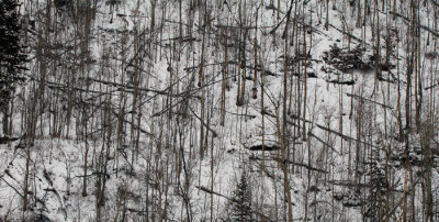 Mountainside Remnants Of Winter's Fury